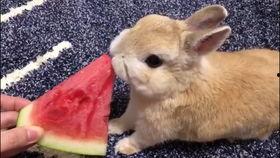 兔子吃瓜,探寻瓜果与萌宠的奇妙邂逅