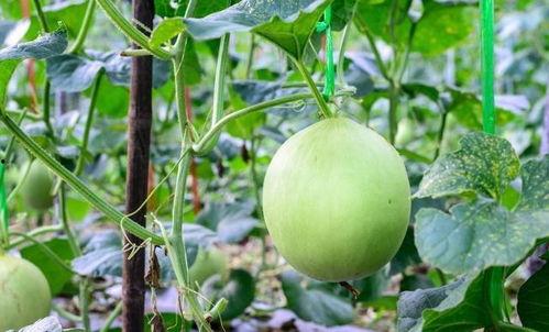 吃瓜扎嗓子,揭秘夏日消暑美食的甜蜜陷阱