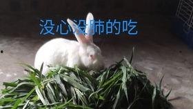 大白兔吃瓜事件,一场网络狂欢背后的真相与反思