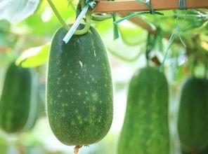 吃很多瓜图片,海量瓜果图鉴大赏