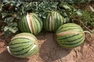 平常我们吃的什么瓜,探寻日常生活中的美味瓜类