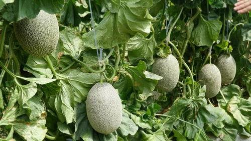 挂机吃瓜,轻松享受虚拟世界的悠闲时光