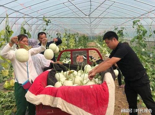 杞县吃瓜视频,揭秘当地特色美食与风土人情
