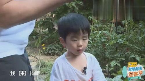 小九家的吃瓜,揭秘娱乐圈幕后故事