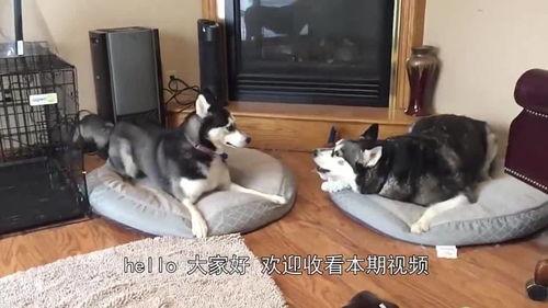 哈士奇吃瓜的危害,揭秘潜在危害与应对措施