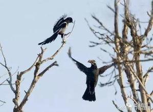 秋风乌鸦少爷吃瓜,秋风乌鸦少爷的瓜田奇遇记