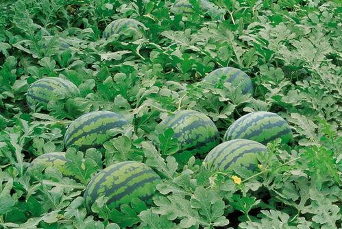 湖北高校吃瓜群,揭秘校园里的八卦风云