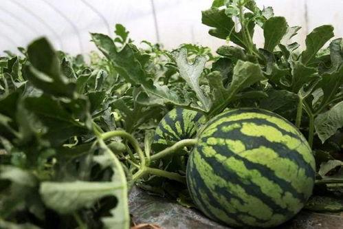 在皇宫里吃瓜,宫廷瓜田里的宫廷轶事