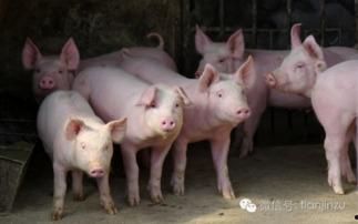 电脑摆件猪吃瓜