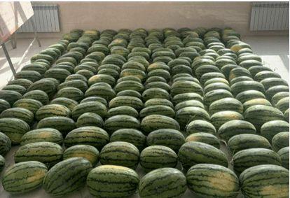 台州学校吃瓜,揭秘校园吃瓜背后的故事