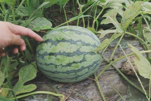 吃瓜的最佳时刻,揭秘吃瓜的最佳时刻