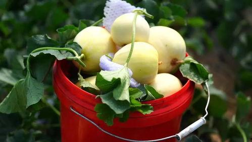 甘肃秦安吃瓜事件,一场引发热议的误会与反思